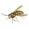 Bees and Wasps