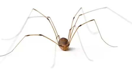 Webbing Spiders