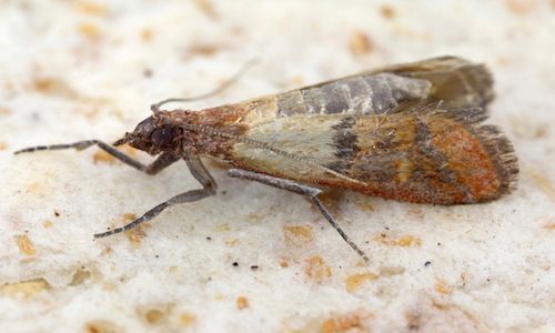 Indian Meal Moth/Pantry Moth