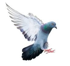 Bird Management