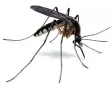 Mosquitoes