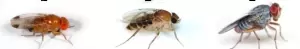 Drain / Fermentation Flies