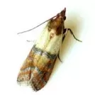 Store Product Pests