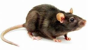 Rodents