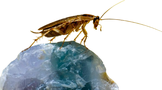 About Less Pests