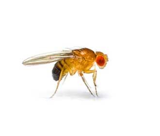 Flying Insects