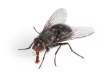 Flying Insects