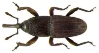 Store Product Pests Management