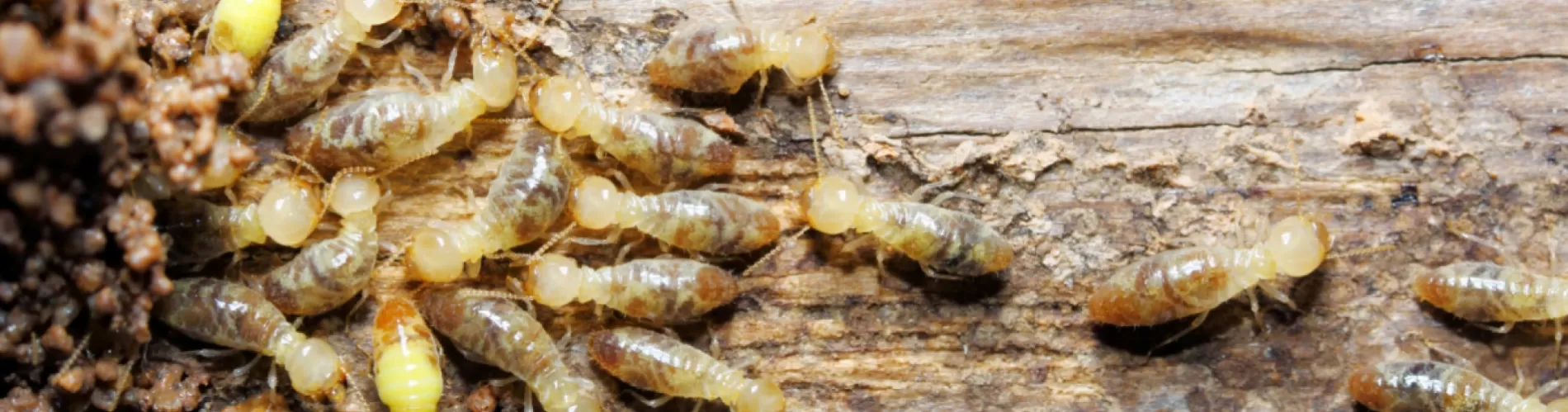 Less Pests Australia