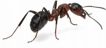 Trailing Ants